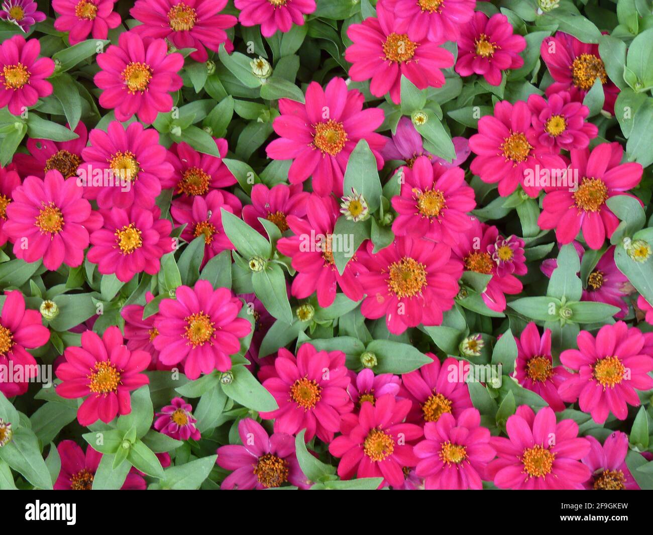 Zinnia profusion hires stock photography and images Alamy