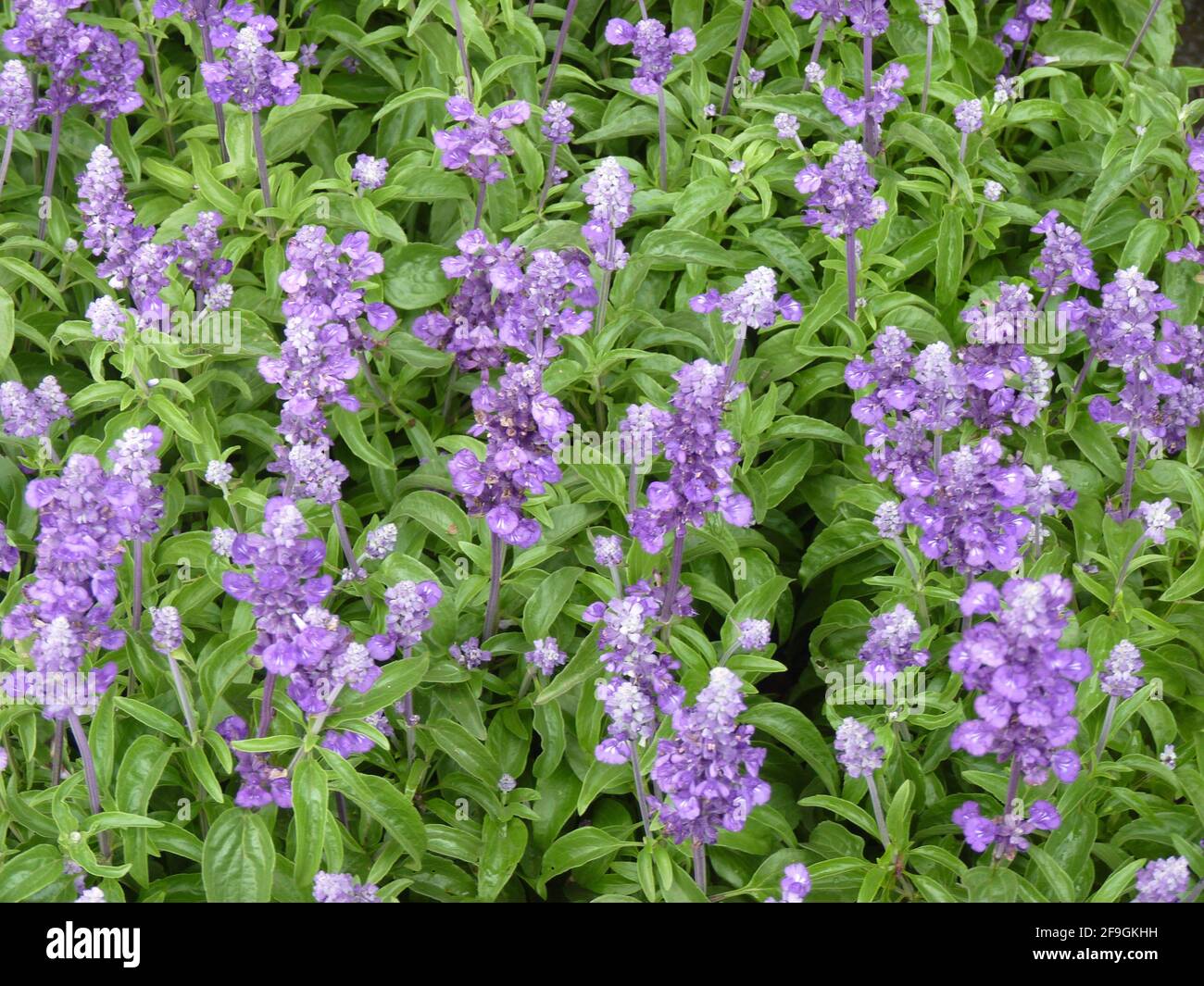 A closeup shot of salvia divinorum flowers Stock Photo