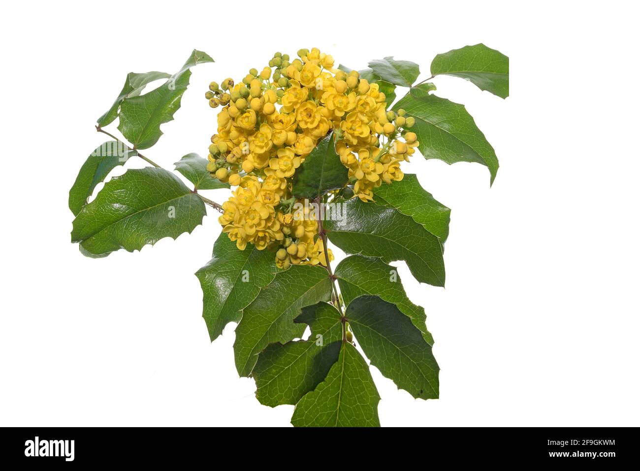 Flower of a Holly (Ilex aquifolium) on a white background, Germany Stock Photo