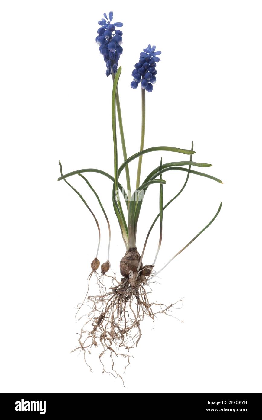 Grape hyacinths (Muscari) on white ground, Germany Stock Photo