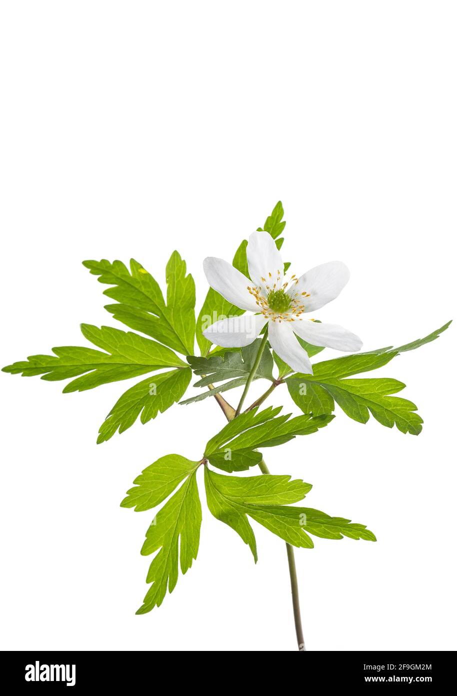 Wood anemone (Wood anemones nemorosa), flower on white ground, Germany