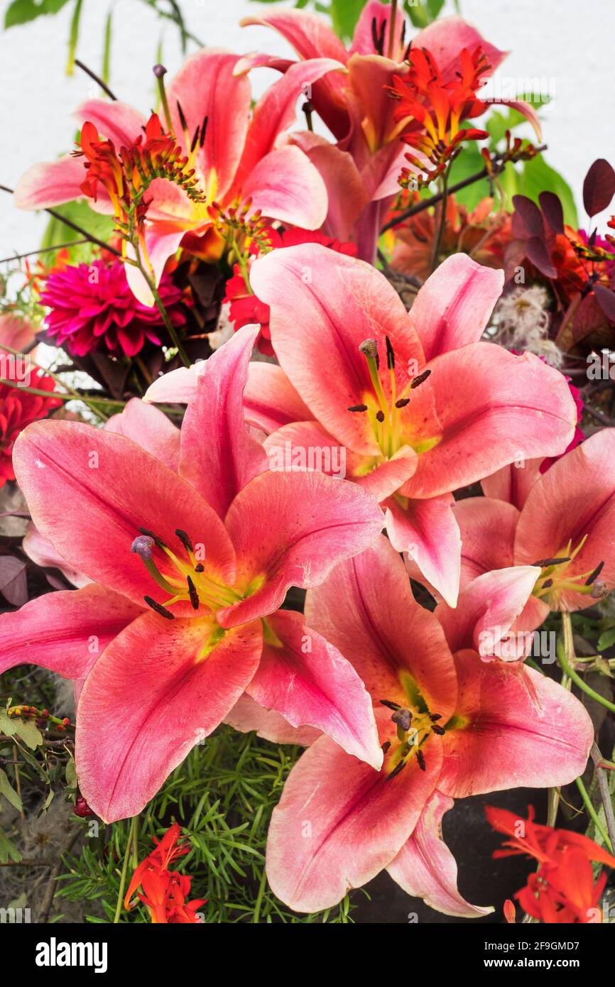 Flower arrangement with knight stars (Hippeastrum), Munich, Upper ...
