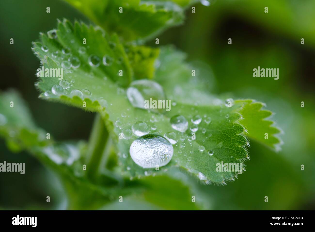 Water drops on leaves, soft lady's mantle (Alchemilla mollis), Bavaria, Germany Stock Photo