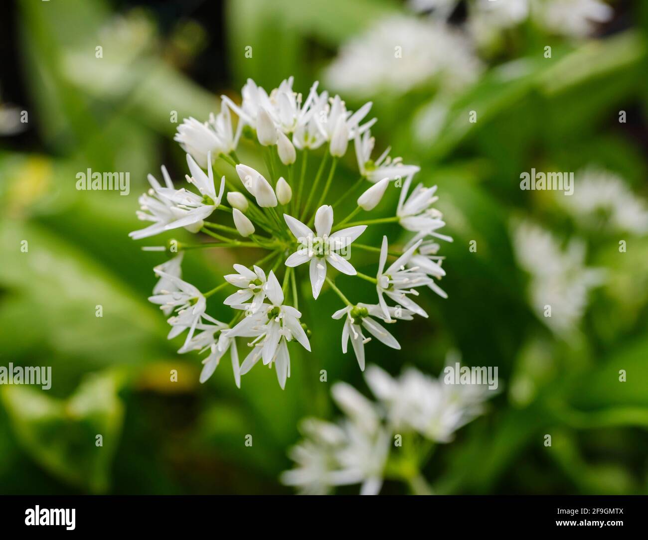 Flowering umbel, wild garlic (Allium ursinum), Bavaria, Germany Stock Photo