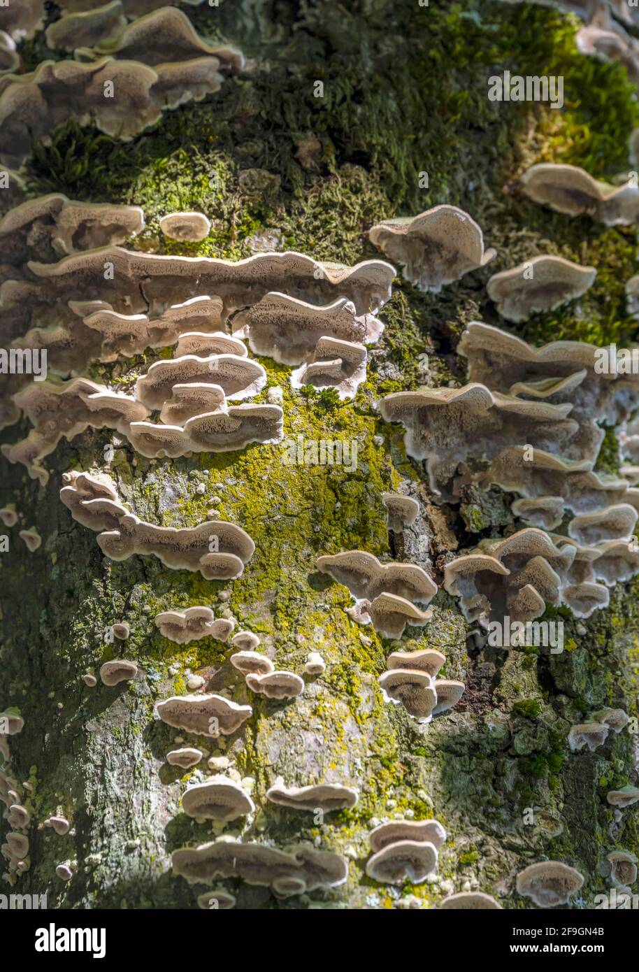 Tree fungi on mossy tree trunk, Tyrol, Austria Stock Photo