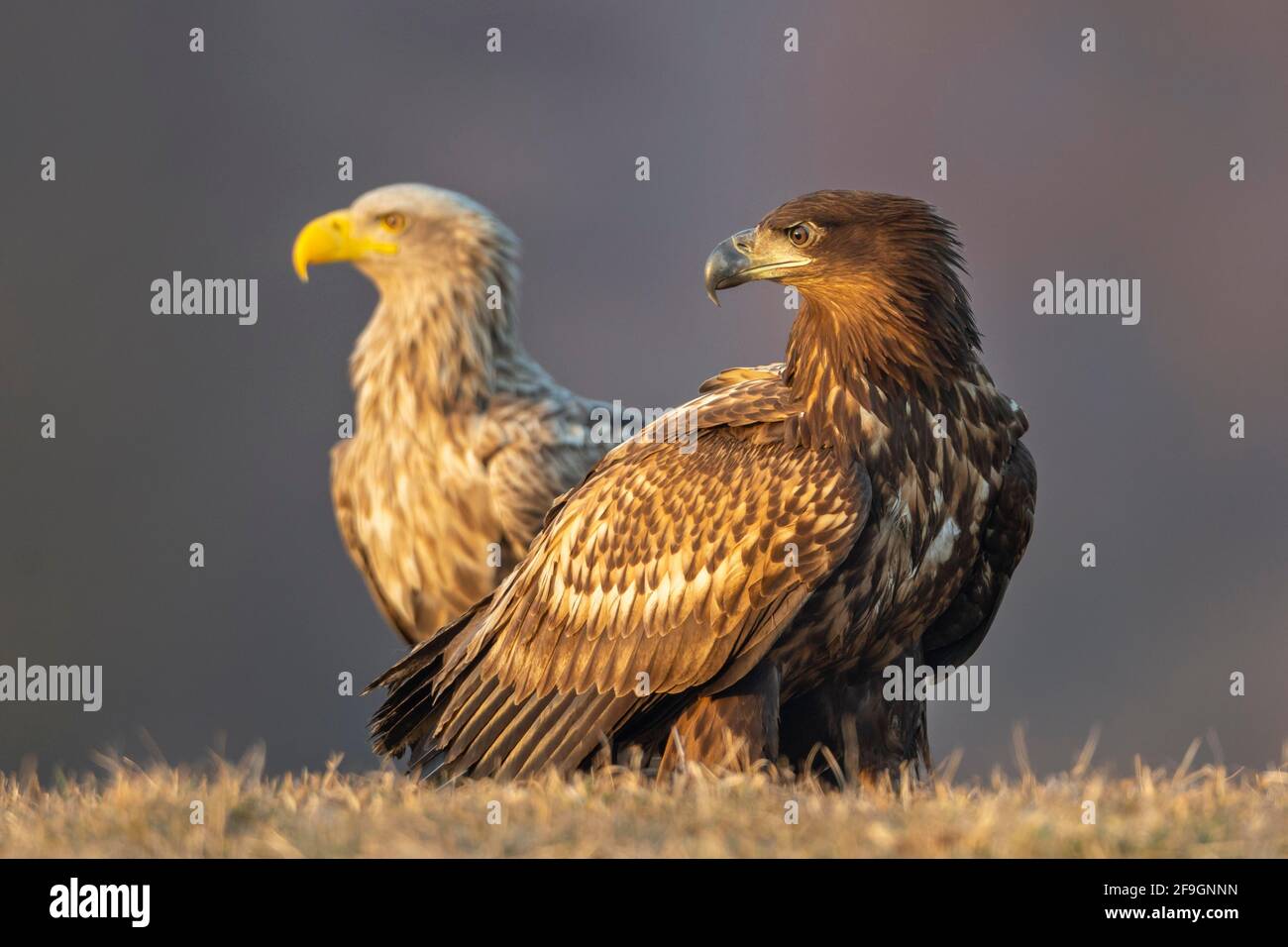 Young white-tailed eagle (Haliaeetus albicilla) in foreground with old eagle in background, Kutno, Poland Stock Photo