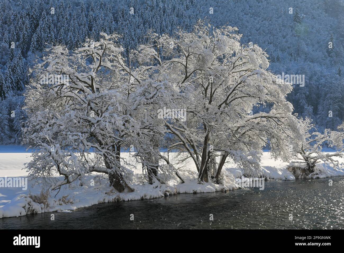 Danube, riverbank with snow covered willows (Salix) in winter, Hausen im Tal, Danube valley, Upper Danube nature park Park, Baden-Wuerttemberg Stock Photo