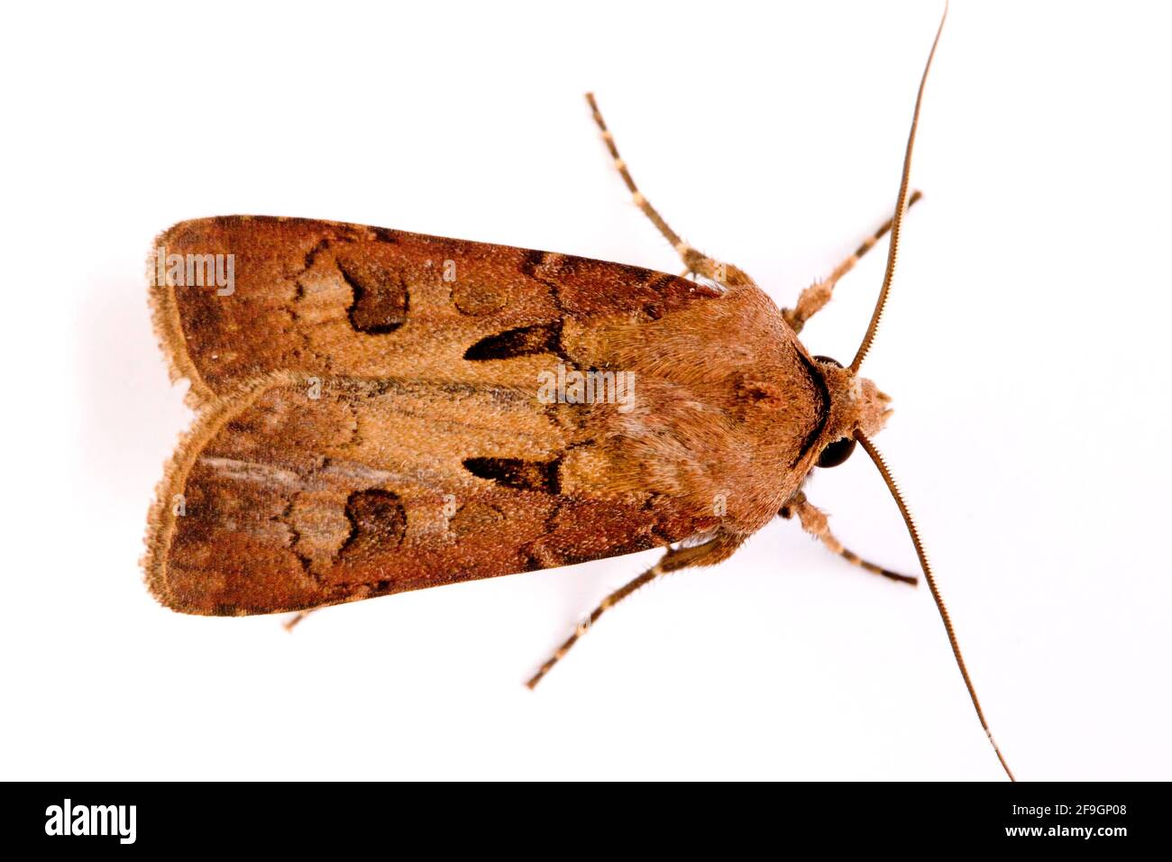 Cross-clawed field owl (Agrotis exclamationis), Cross-clawed field owl, Germany Stock Photo