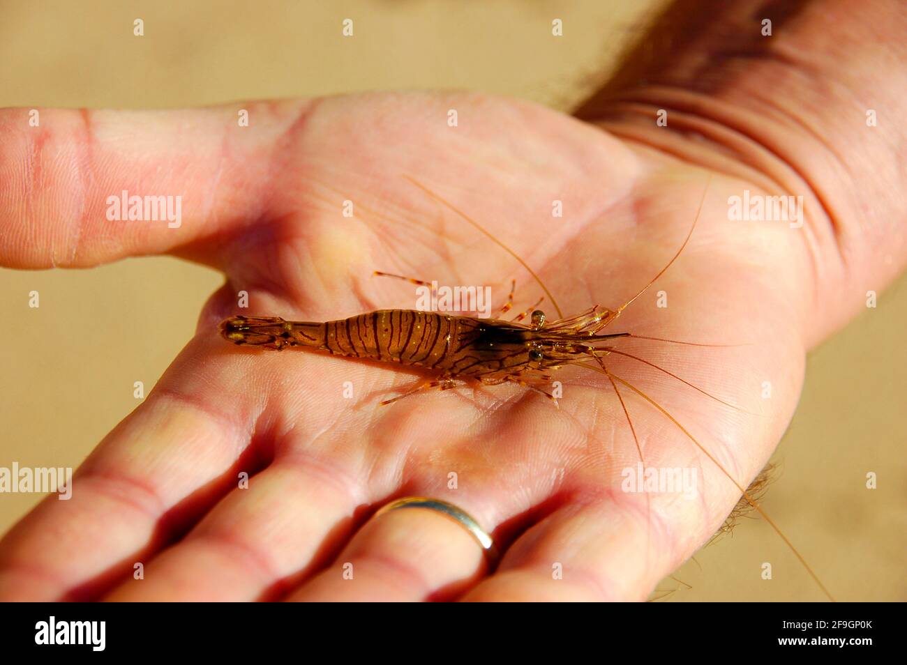Palaemon serratus (Palaemon serratus), common rock shrimp, Portugal Stock Photo
