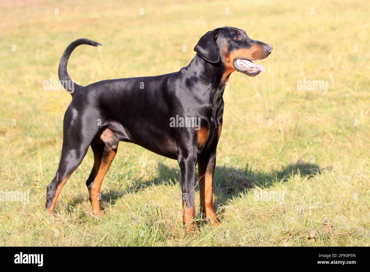 Doberman, black marks, male Stock Photo