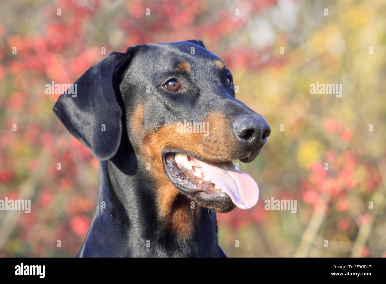 Doberman, black marks Stock Photo