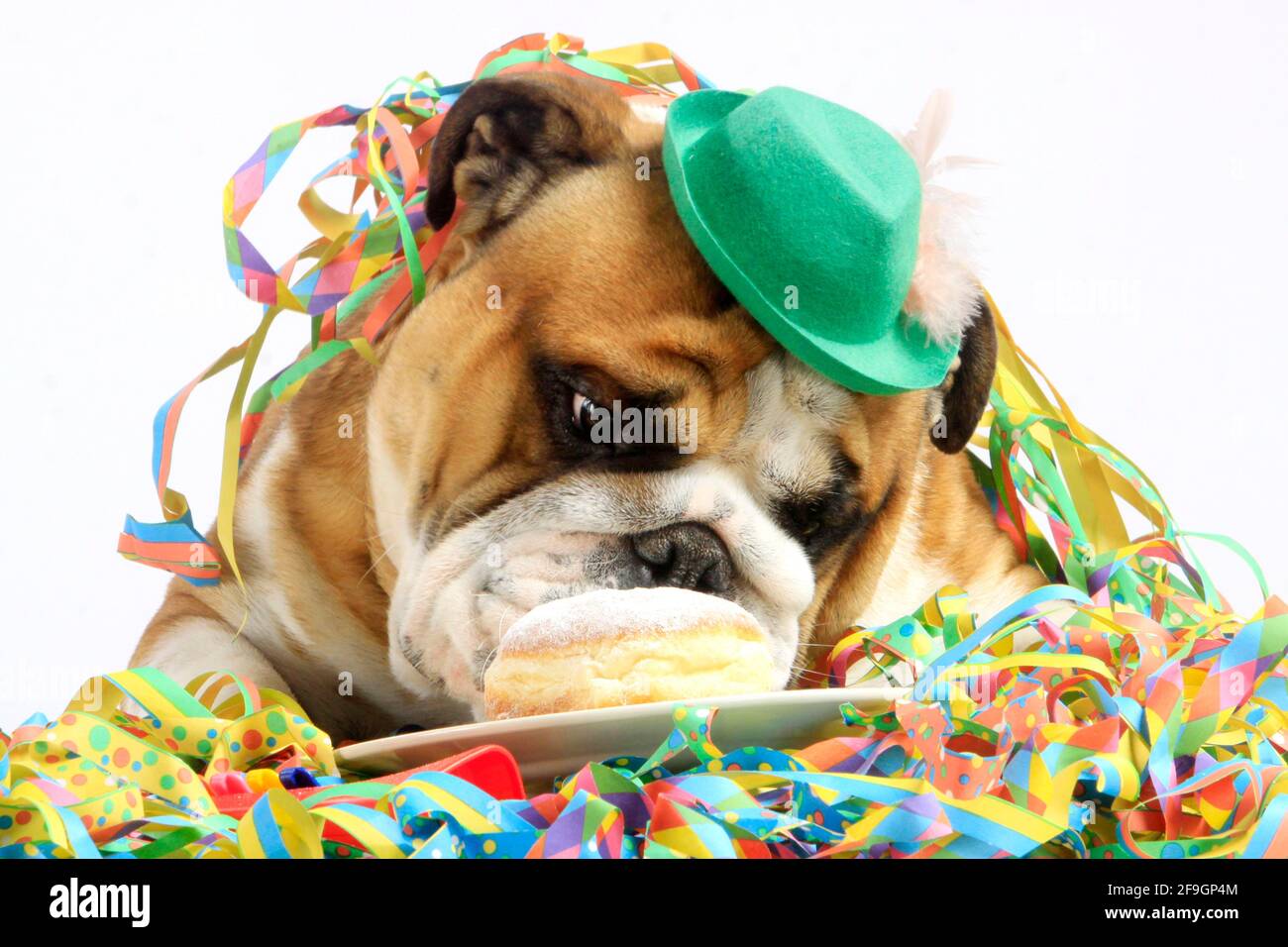 English Bulldog and Berliner, streamers Stock Photo - Alamy