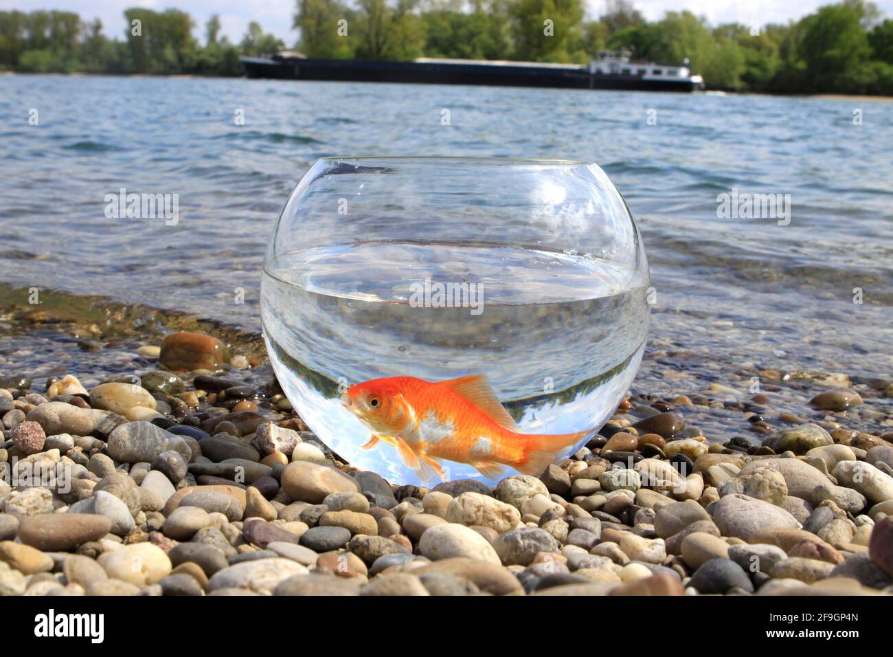 Goldfish in glass, on the lake shore, goldfish glass, free Stock Photo