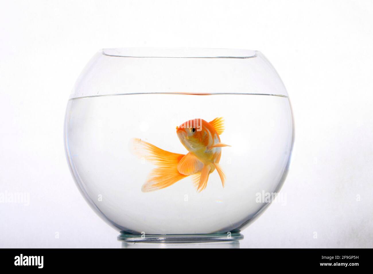 Goldfish in glass, goldfish bowl, free Stock Photo - Alamy