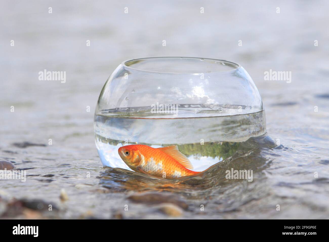 Goldfish in glass, on the lake shore, goldfish glass, free Stock Photo