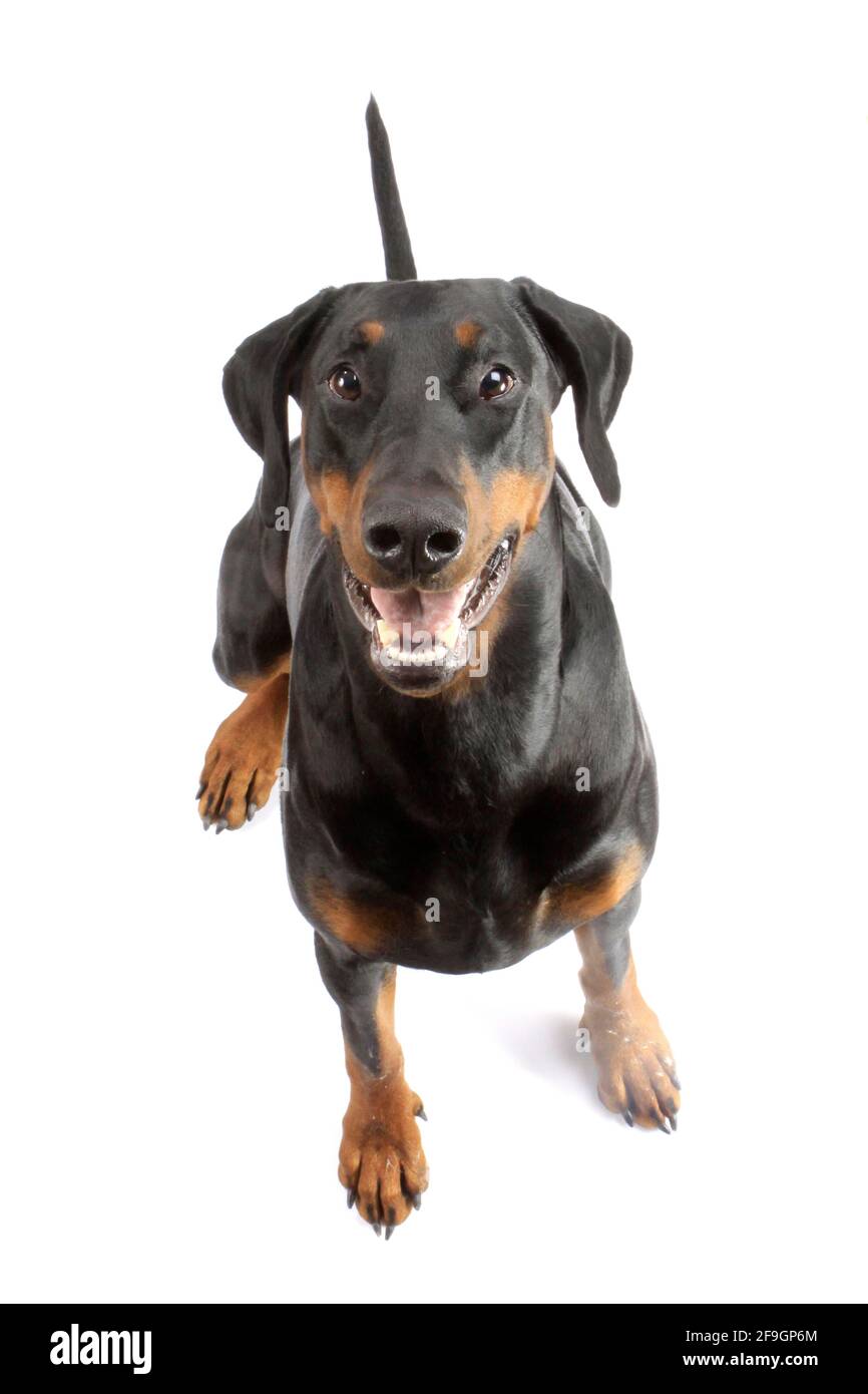 Doberman, black marks Stock Photo