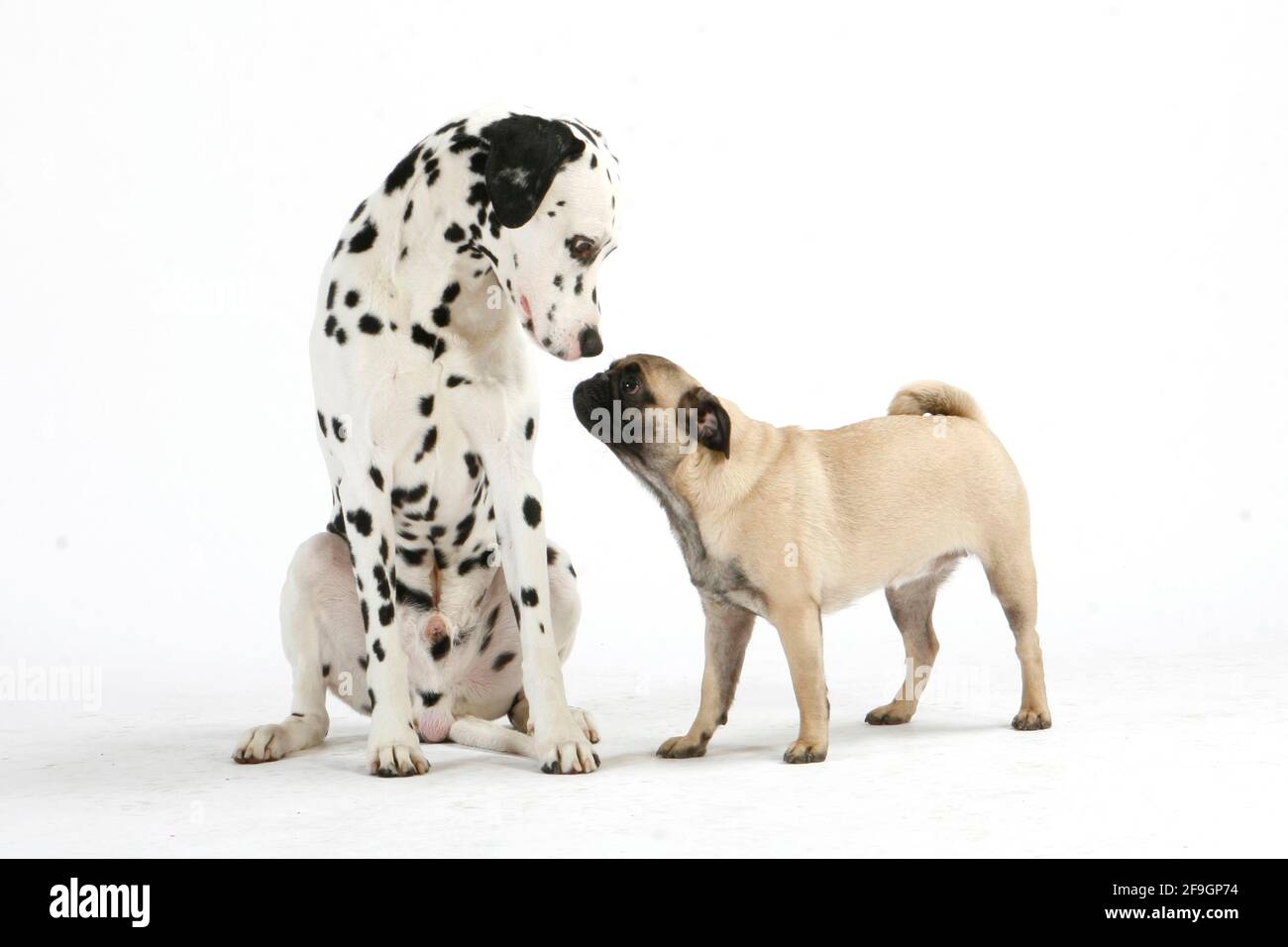 Dalmatian and pug mix discount