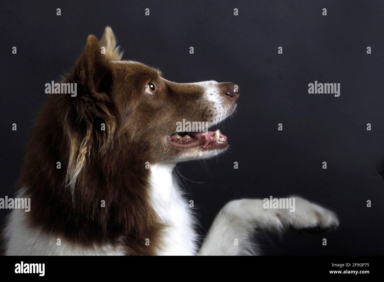 Border Collie raises paw, paw raised, lateral Stock Photo Alamy