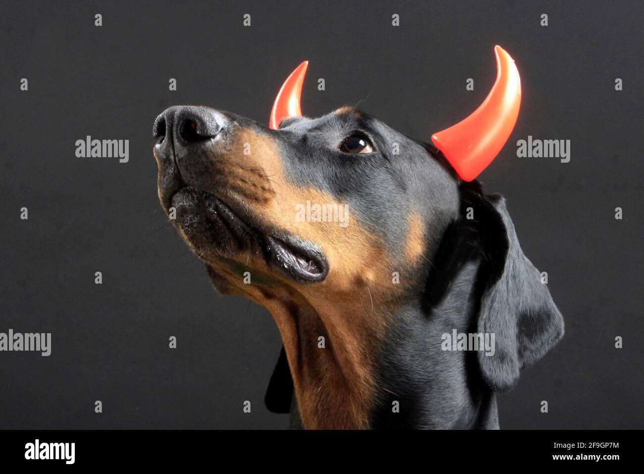 Doberman has devil horns, devil horns, horns, devil Stock Photo