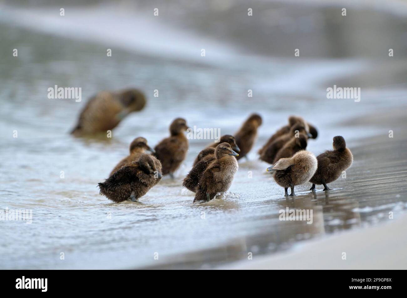 Eider ducks, chicks, dune of Helgoland, Schleswig-Holstein, Germany Stock Photo