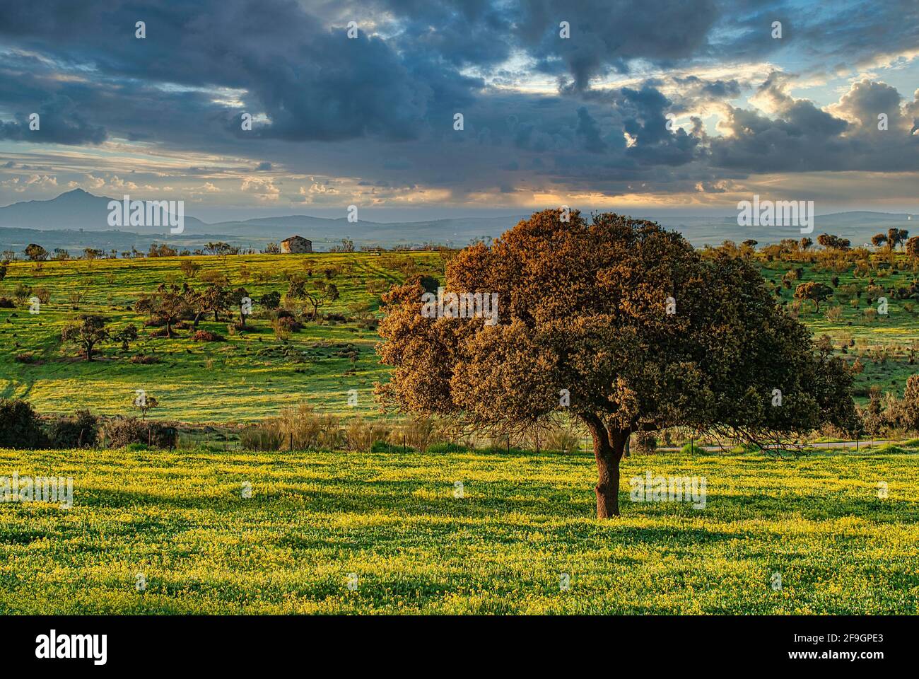 English oak in the Dehesa, Extremadura, Spain Stock Photo Alamy