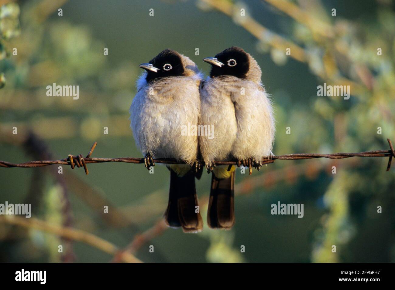 Common Bulbuls (Pycnonotus barbatus), Common Bulbuls, pair on barbed wire, Israel Stock Photo