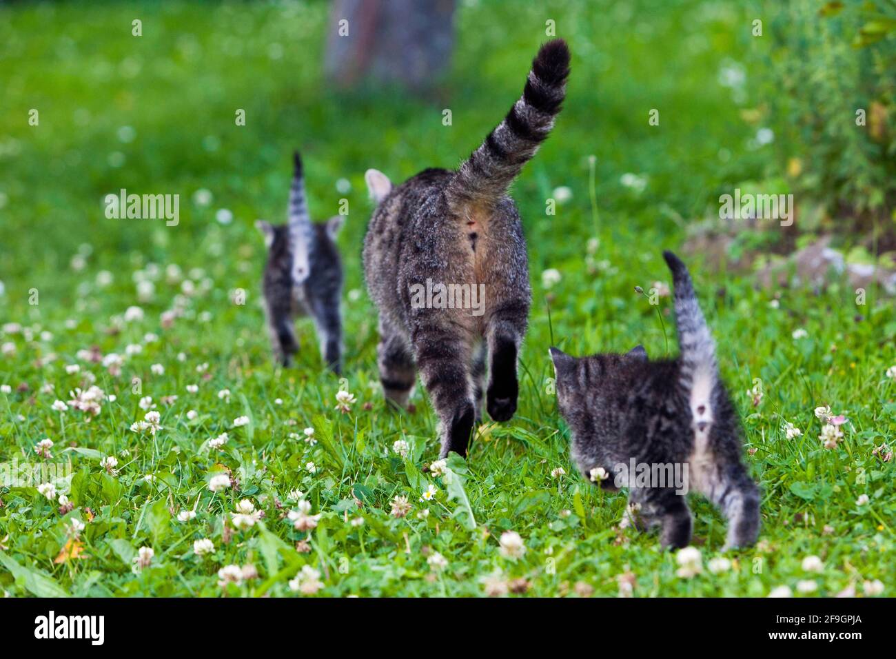 Three domestic cats walk hi-res stock photography and images - Alamy