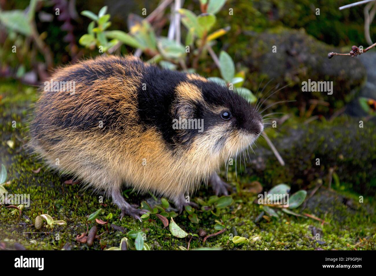 True lemming hi-res stock photography and images - Alamy