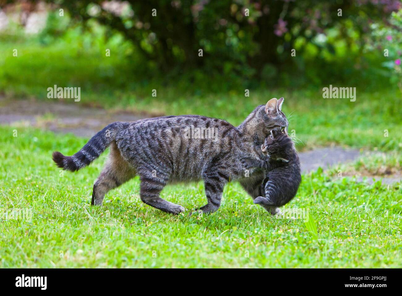 House cat carries kitten, mackerel Stock Photo Alamy