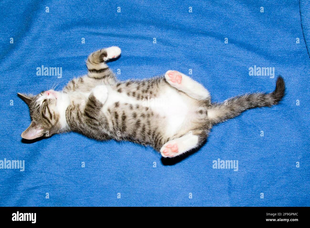 House Cat Kitten Tabby Stock Photo Alamy house-cat-kitten-tabby-stock-photo-alamy
