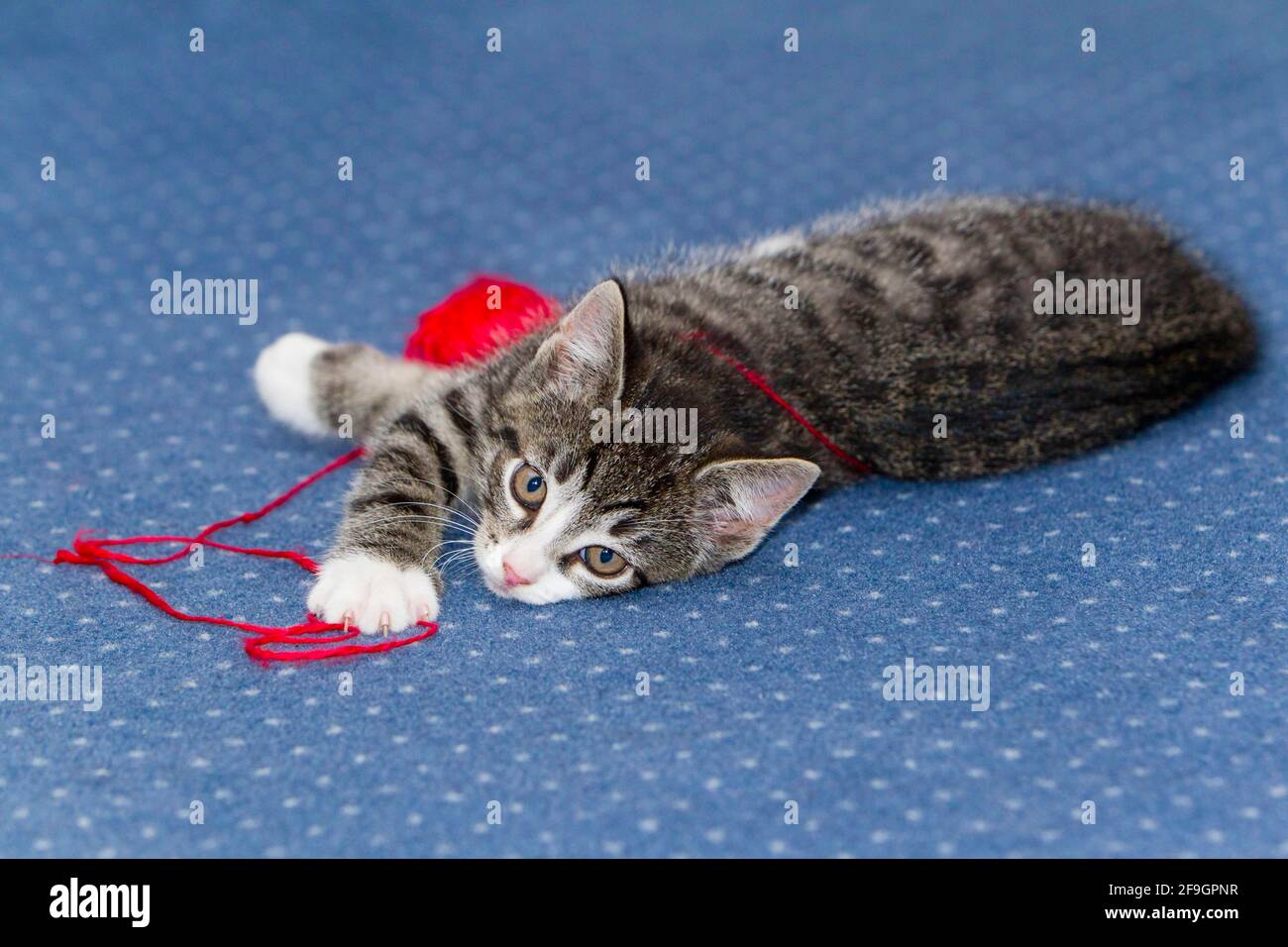 Domestic cat, kitten, wool club, mackerel, wool Stock Photo Alamy