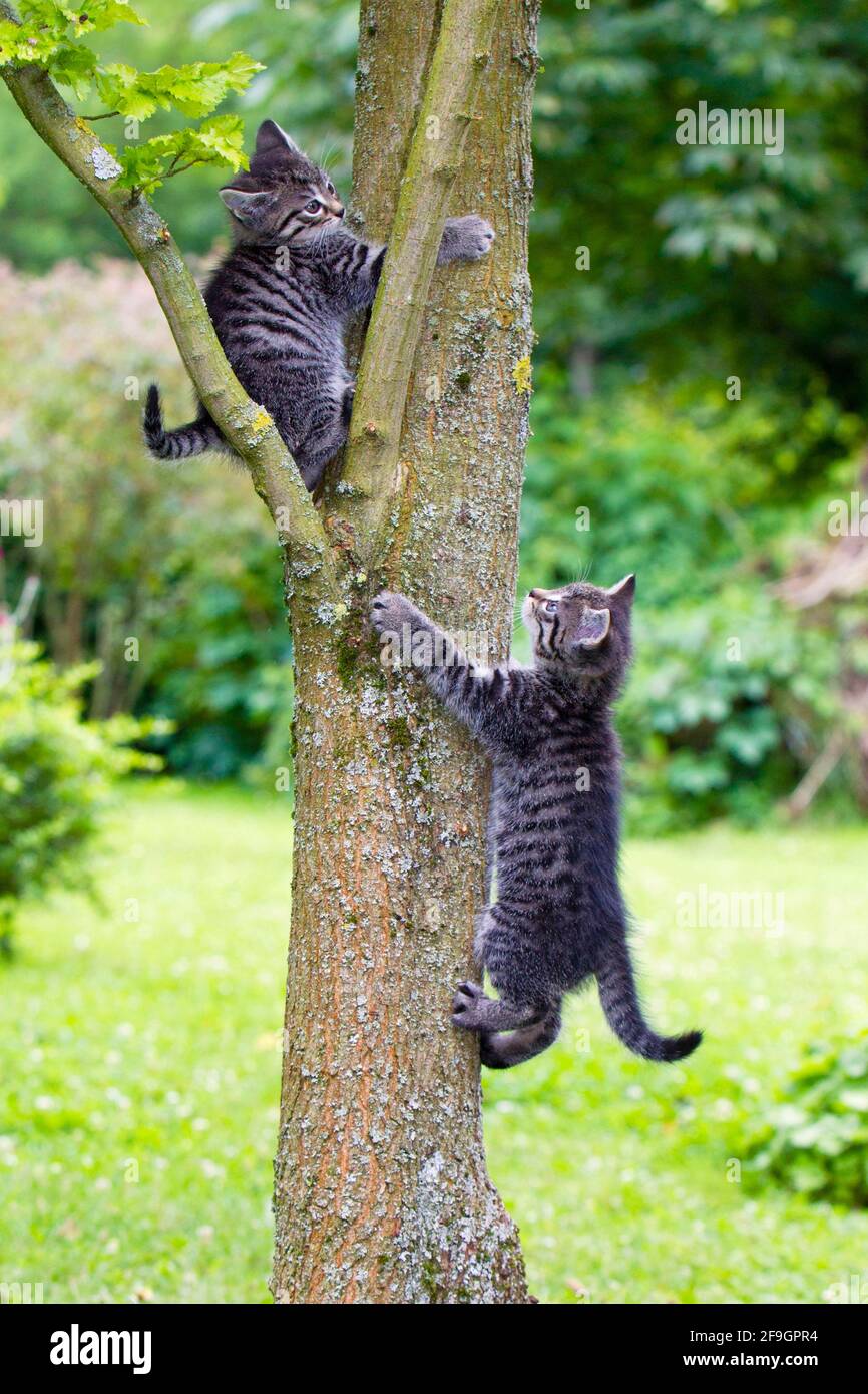 Domestic cats kittens climbing up tree tabby Stock Photo Alamy
