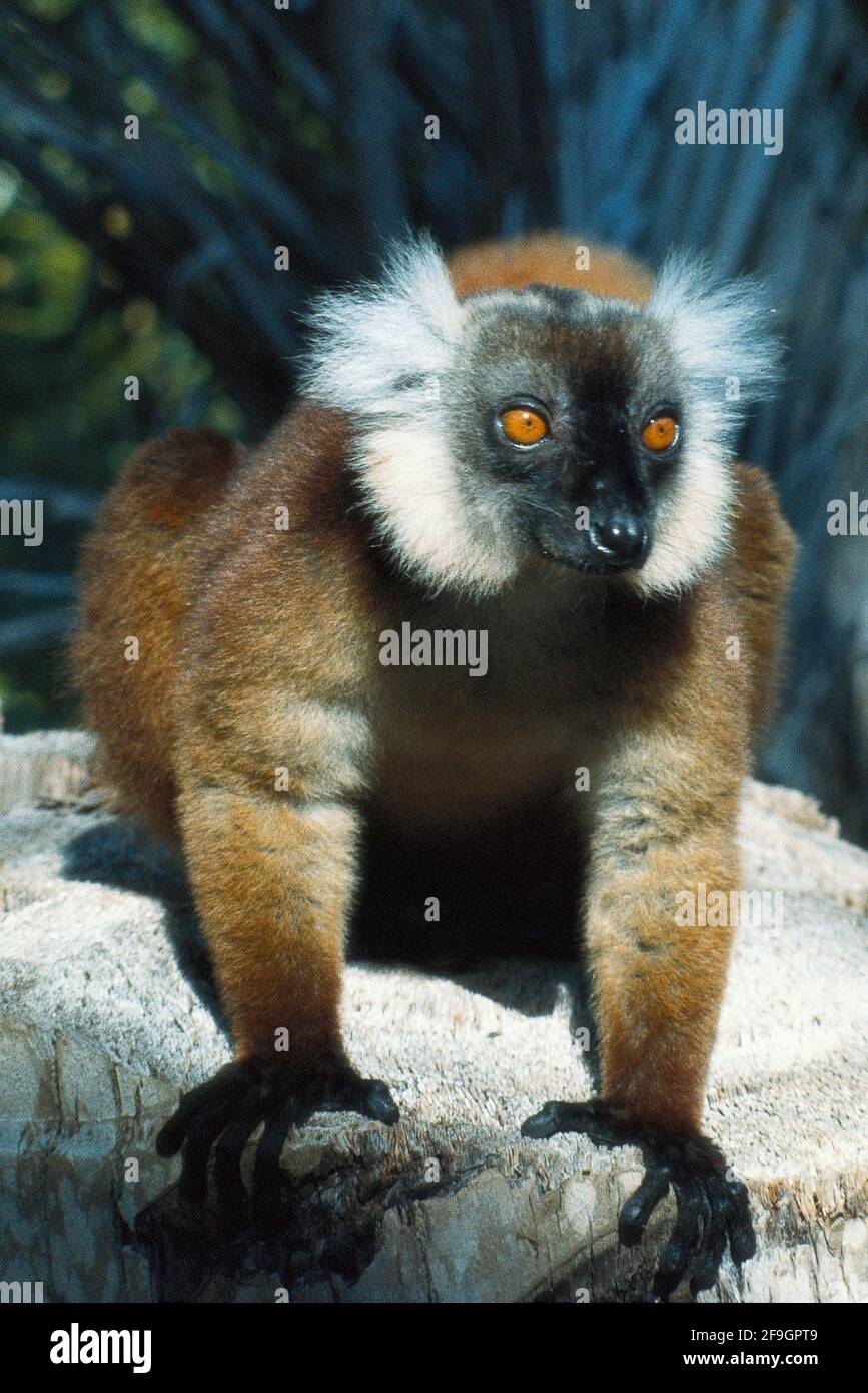 lemur-nosy-komba-madagascar-1982-photo-on-photographic-film-stock