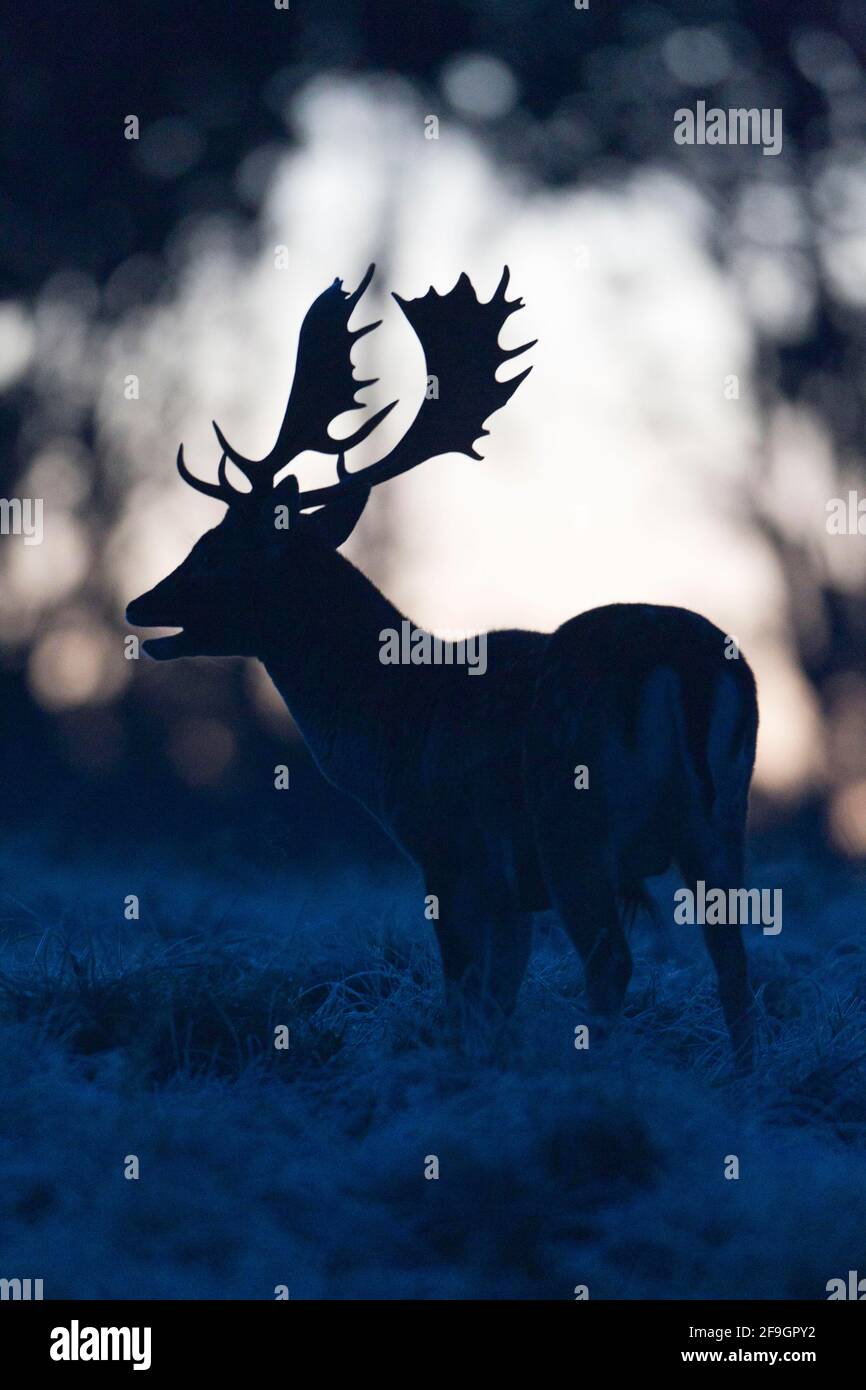 Fallow deer (Dama dama), male, in rut Stock Photo - Alamy