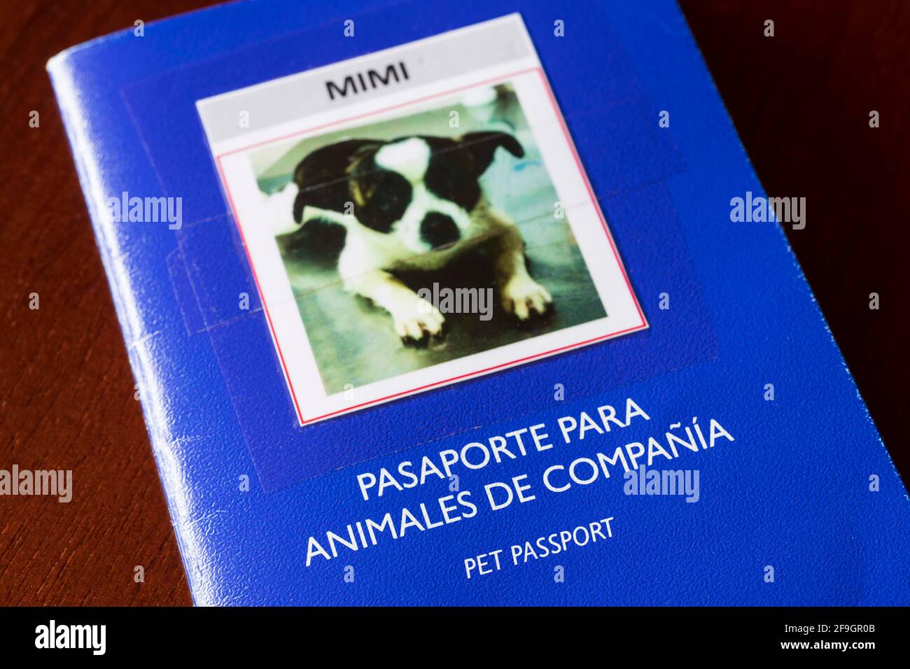 Spanish pet passport for small dog, passport Stock Photo