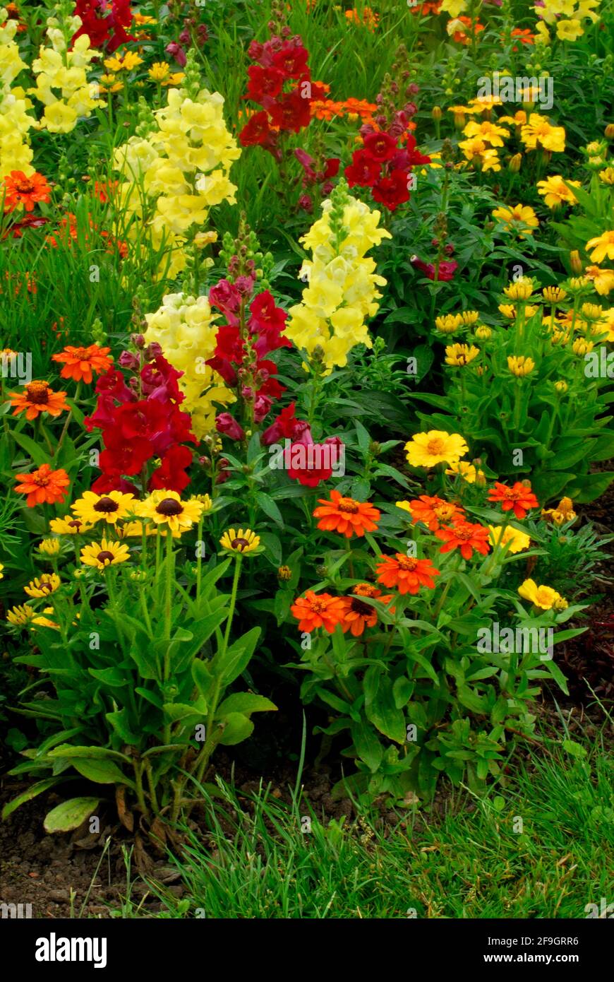 Flowerbed, common snapdragon (Antirrhinum majus) and n (Zinnia) , snapdragon , Zinnia Stock Photo