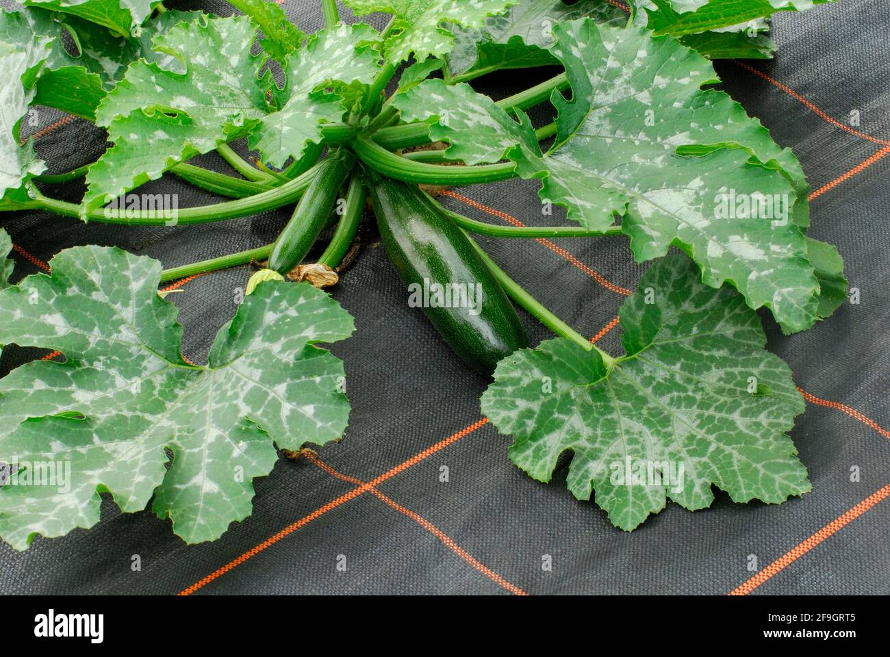 Courgette cultivation (Cucurbita pepo var. giromontiina) , film cultivation Stock Photo