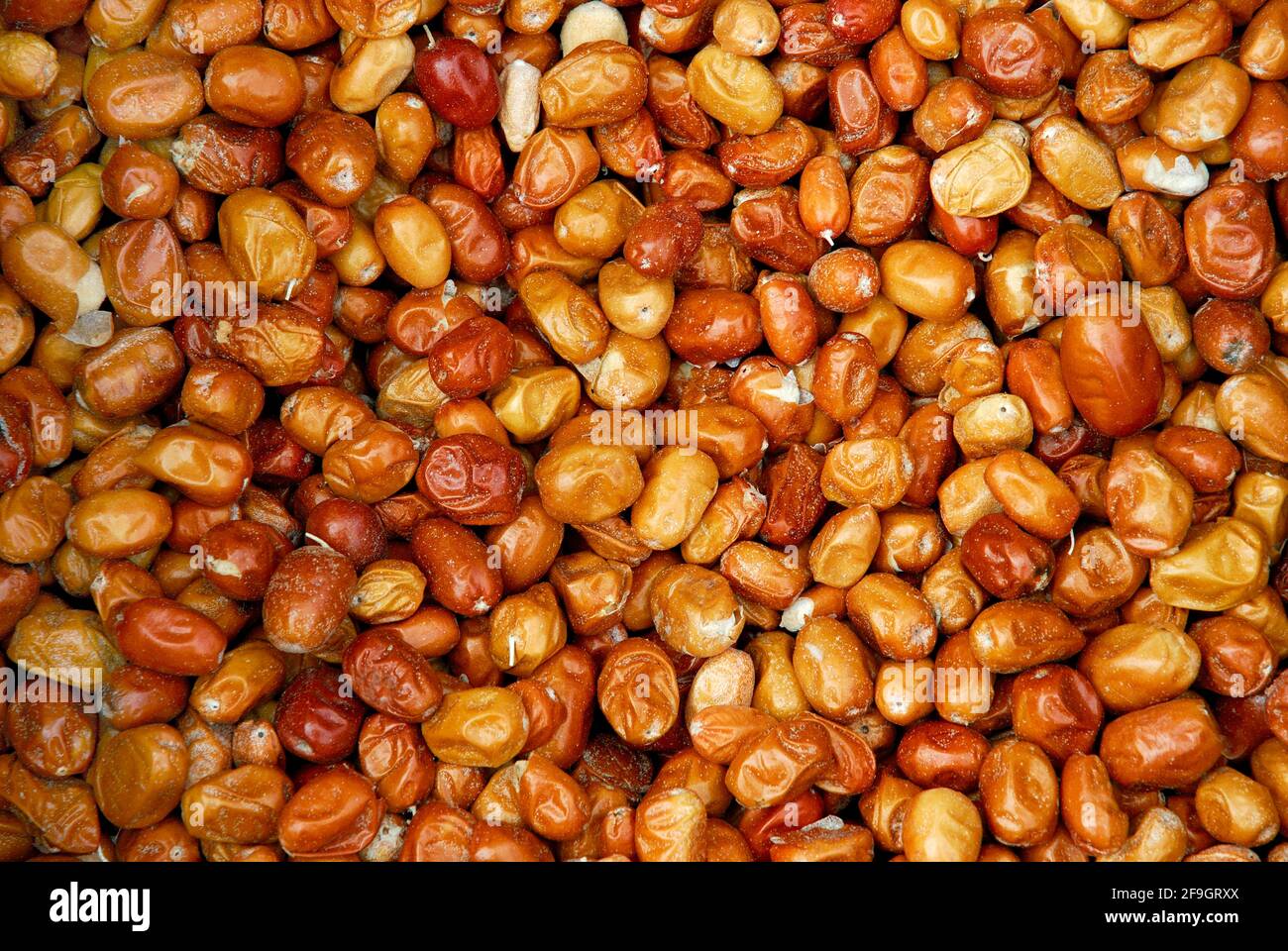 Elaeagnus angustifolia (Elaeagnus angustifolia) seeds, Cappadocia ...