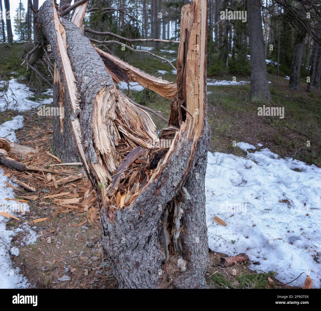 Close up of wind broken spruce tree laying in forest, Northern Scandinavia Stock Photo