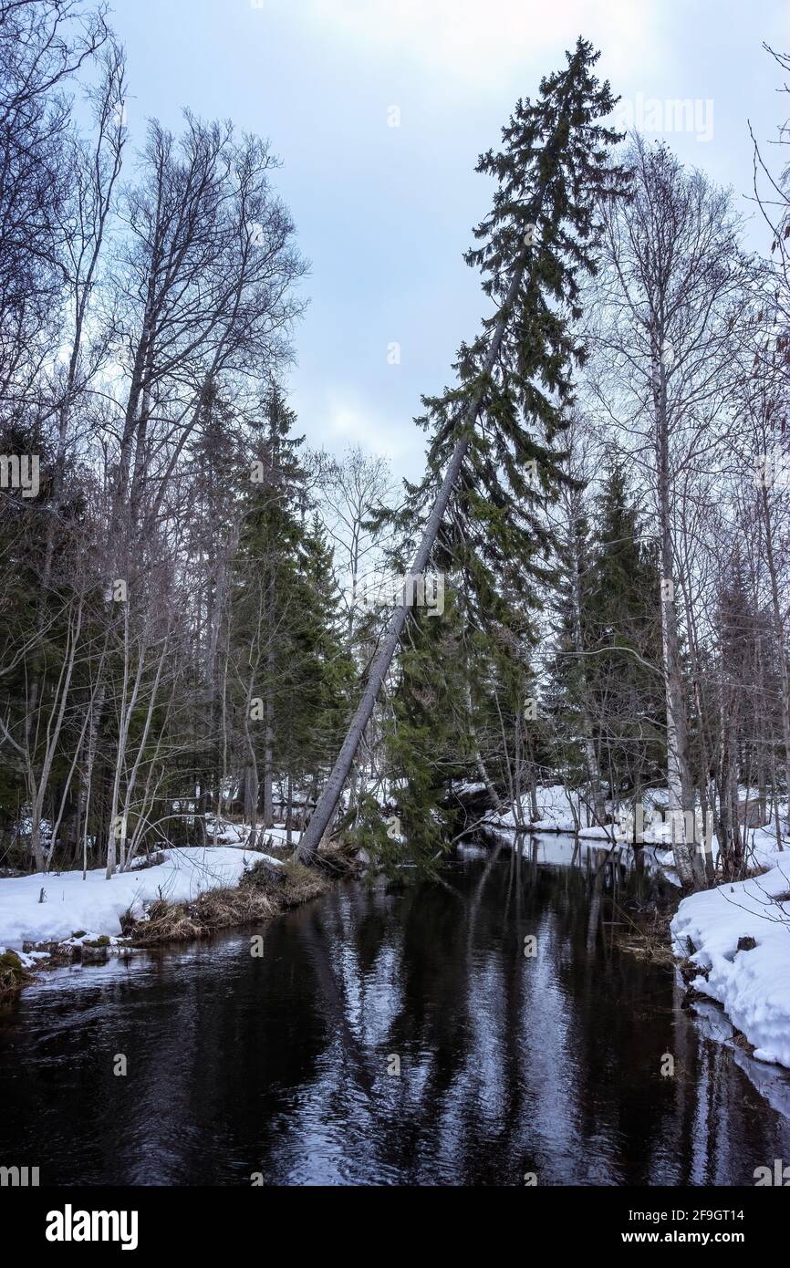 Spruce tree bend over forest creek, Northern Scandinavia, winter Stock Photo