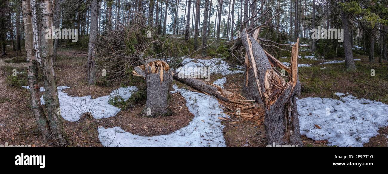Wide panorama of two storm wind broken spruce trees laying next to each other in forest, Northern Scandinavia Stock Photo