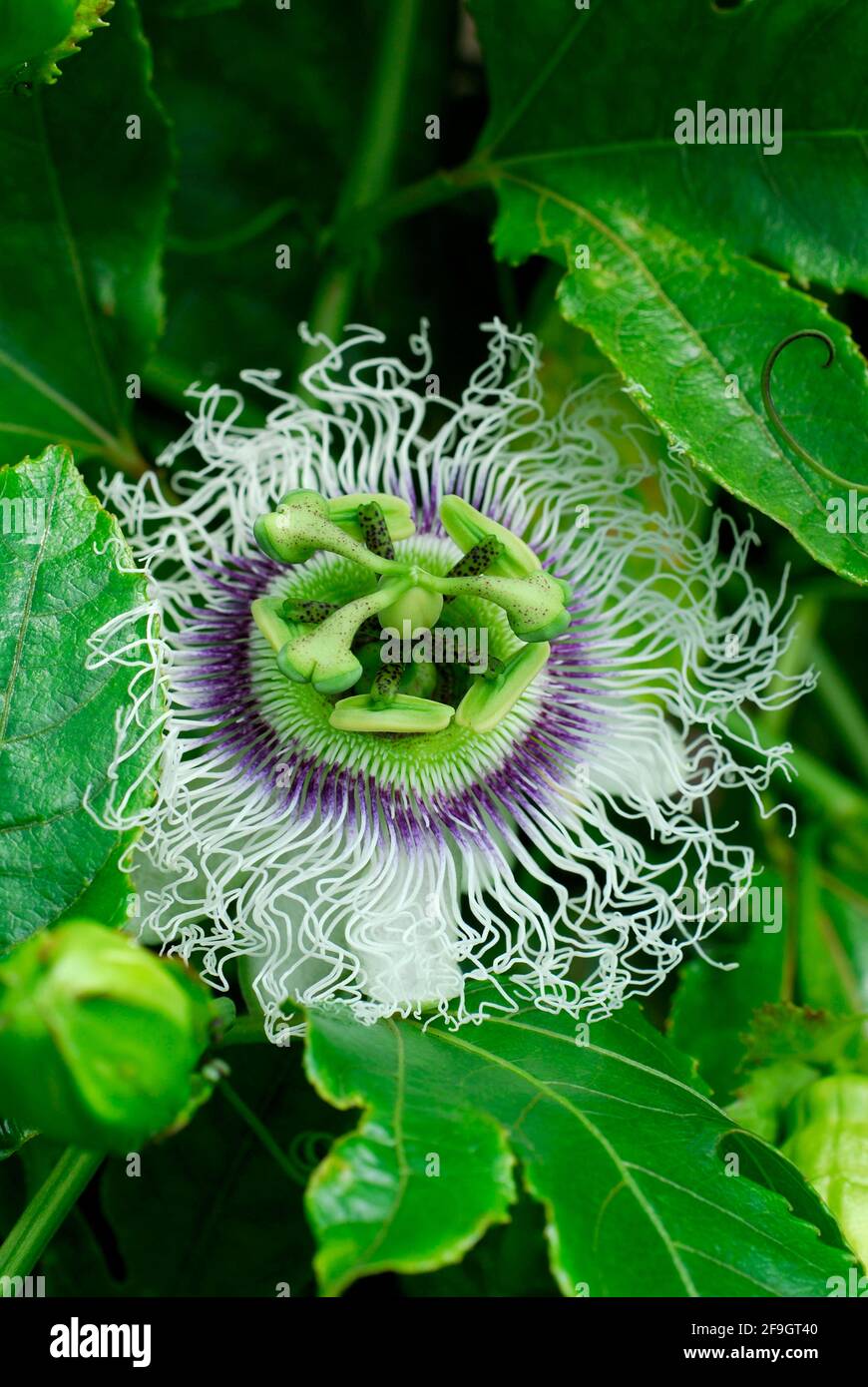 Passion flower ( Passiflora edulis purple granadilla) Stock Photo