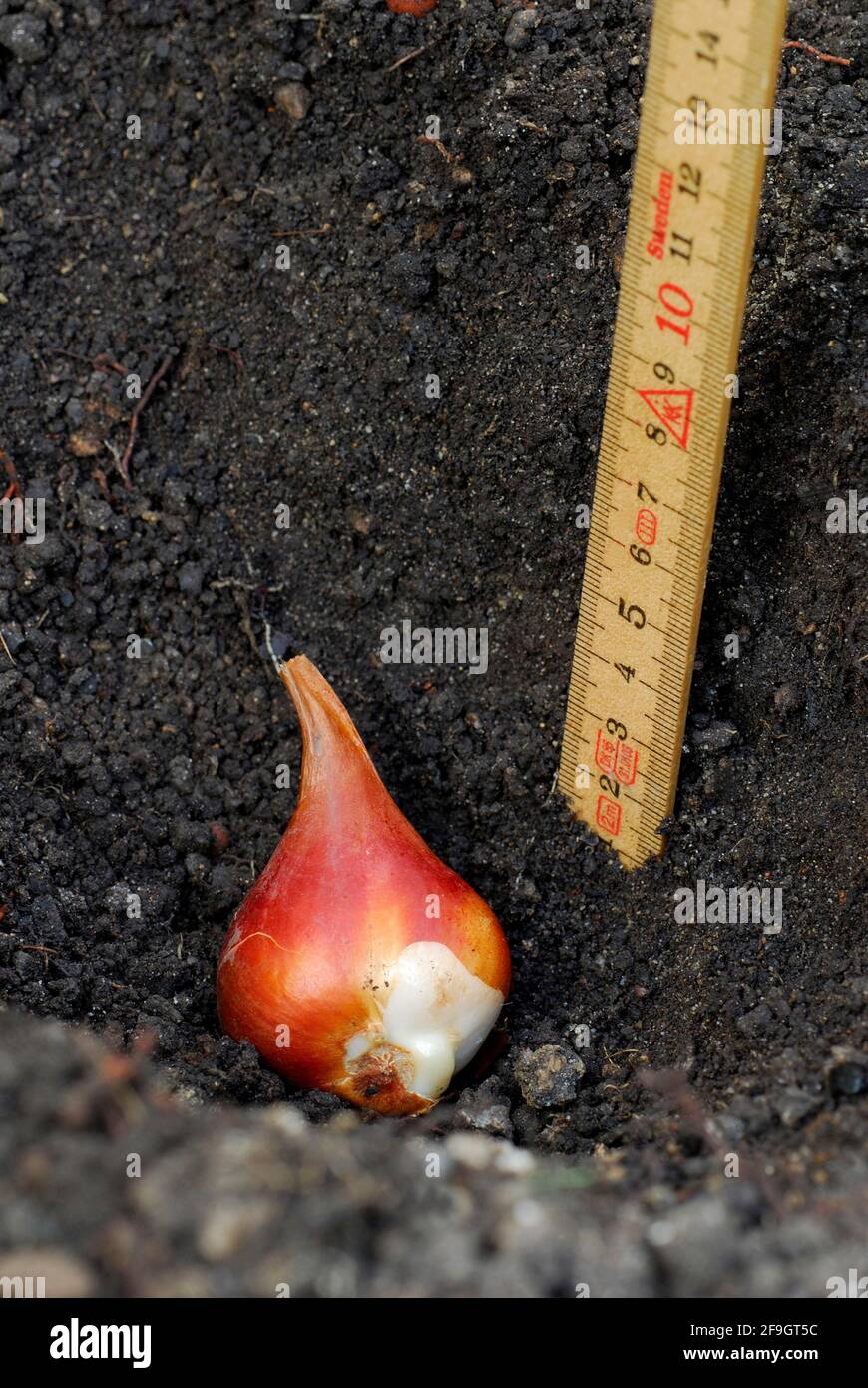 Tulip bulb planting, flower bulb, planting depth, folding rule Stock