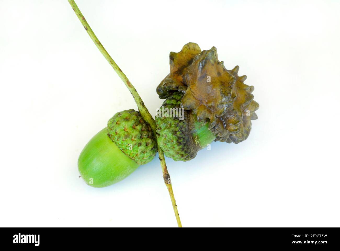 Oak gall from gall wasp to acorn, oak gall wasp, plant pest, gall wasp, plant diseases Stock Photo