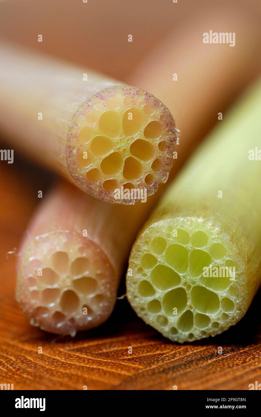 Lotus stem (Nelumbo nucifera) , lotus, lotus Stock Photo Alamy