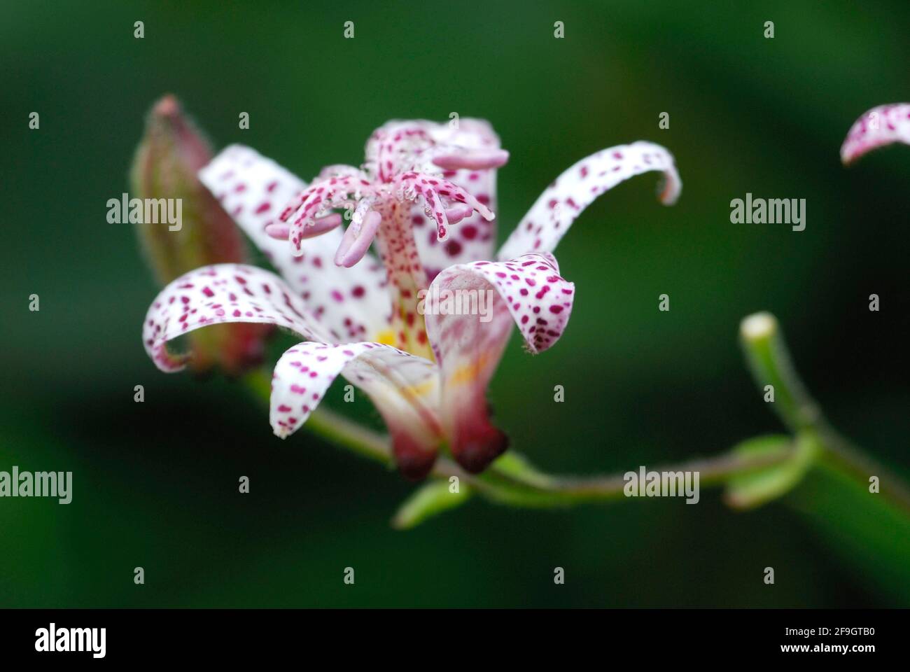 Toad Lily (Tricyrtis hirta x formosa) , Toad Lily Stock Photo