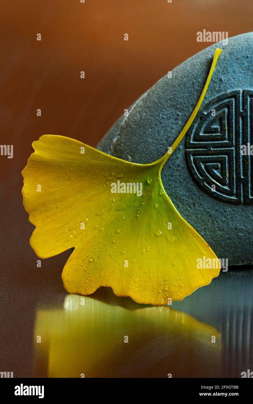 Ginkgo (Ginkgo biloba) leaf and stone, gingko Stock Photo Alamy
