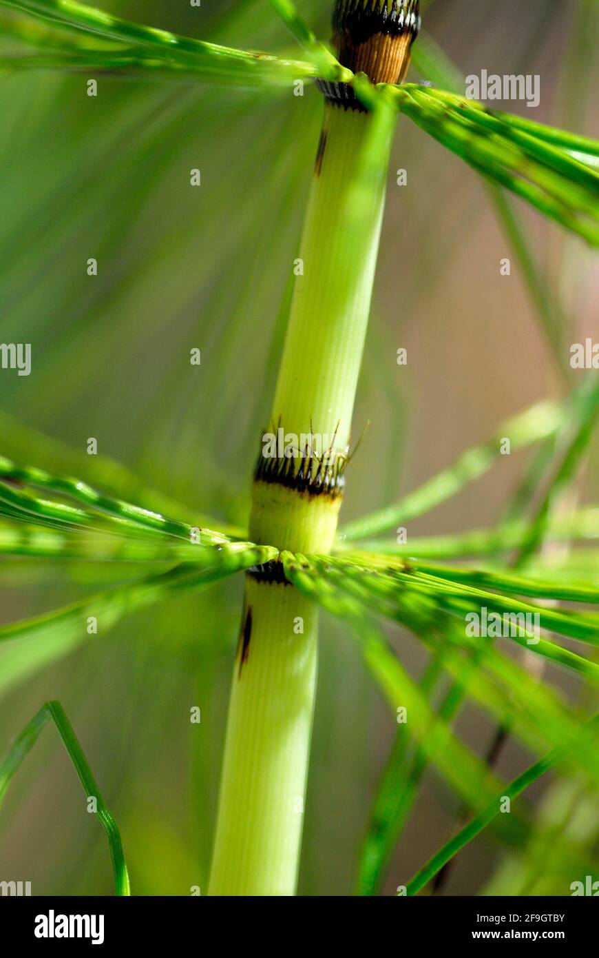 Field Horsetail (Equisetum arvense) Stock Photo