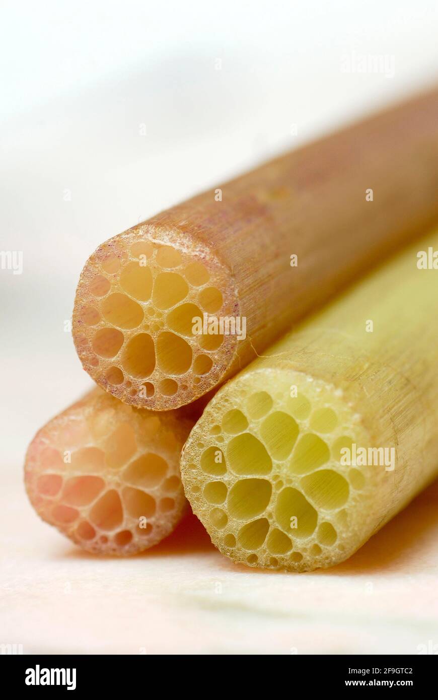 Lotus stem (Nelumbo nucifera) , lotus, lotus Stock Photo Alamy
