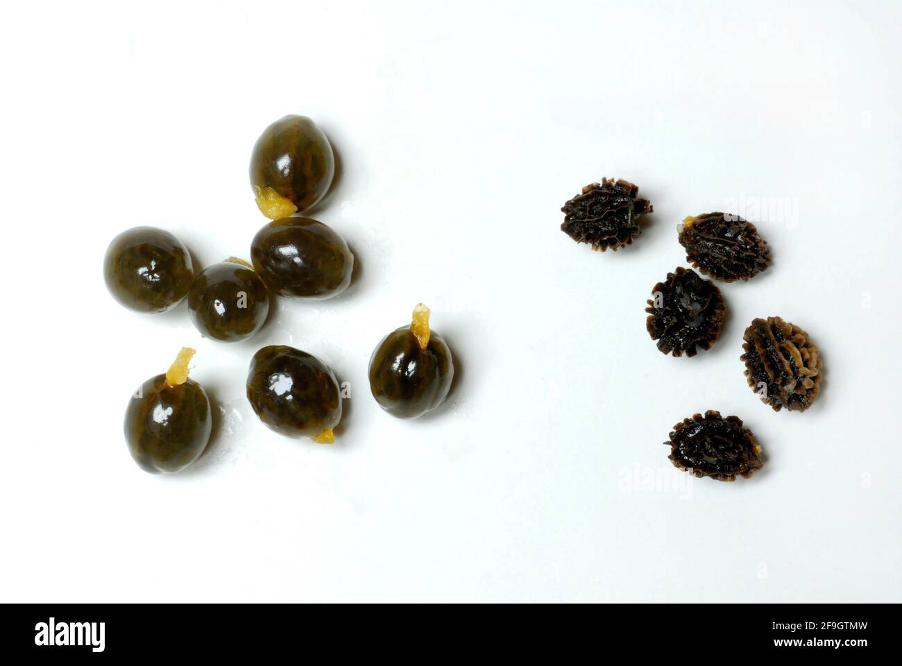 Pawpaw (Carica papaya) seeds with and without skin, tree melon, papaya treewaxes, Caricaceae